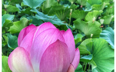 The Practice of Focusing