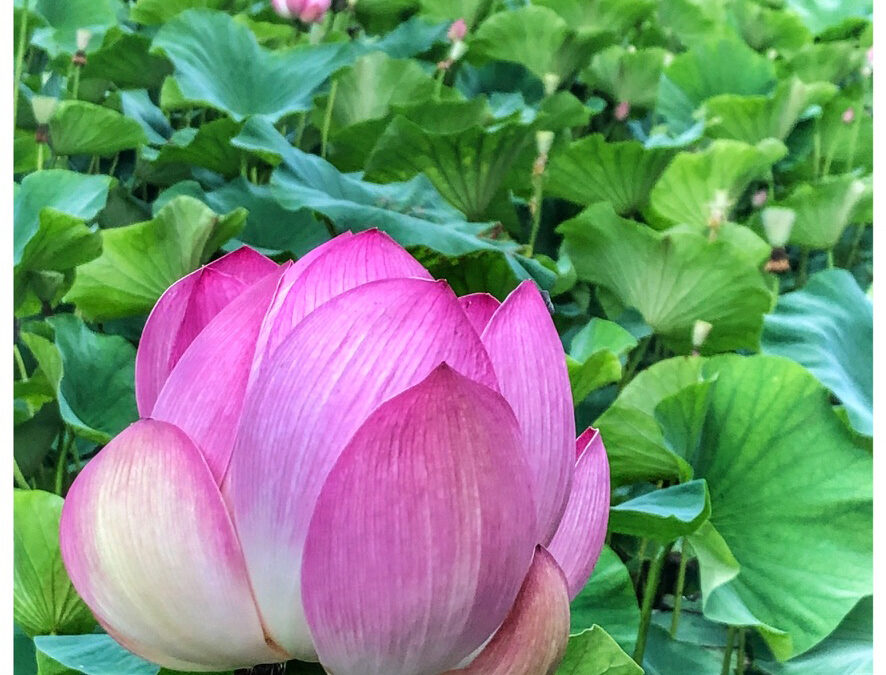 The Practice of Focusing